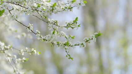Blossoming Branches in the Warmth of Springtime Serenity and Beauty all Around You