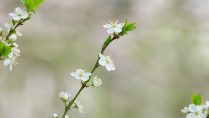 Delicate White Blossoms on a Branch Captured in Soft Focus, Evoking a Sense of Beauty and Serenity
