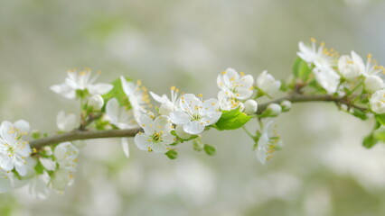 The Delicate White Blossom on a Branch in Springtime Offers a Beautiful Sight to Behold