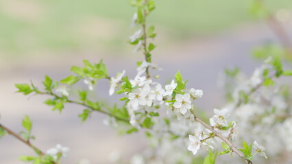 The Beautiful and Delicate White Blossoms on Branches Amid the Freshness of Spring