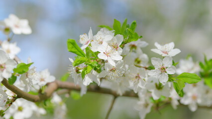The Beautiful White Flowering Tree Blossoms Stunningly in the Spring Season with Charm