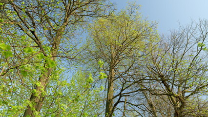 The Lush and Vibrant Spring Canopy of Trees Beautifully Against a Clear Blue Sky
