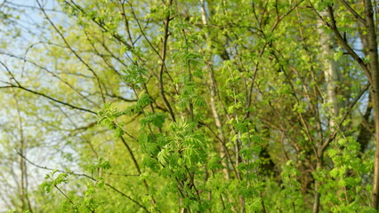 Lush Greenery in Early Spring A Vibrant and Refreshing Nature Scene Filled with Life