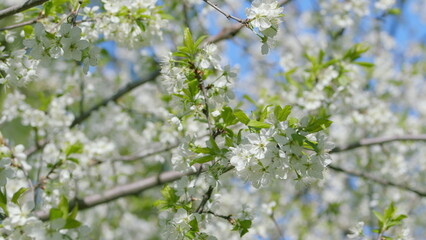 Gorgeous Blooming White Flowers Flourishing in the Springtime Season of the Year