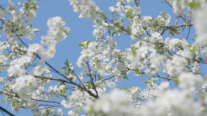The Stunningly Beautiful and Blooming Cherry Blossoms Set Magnificently Against a Bright Blue Sky