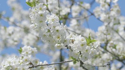 The image showcases Blossoming White Flowers set beautifully against a Clear Blue Sky