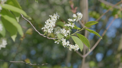 Delicate and Elegant White Blossoms on a Branch in the Beauty of Natures Landscape