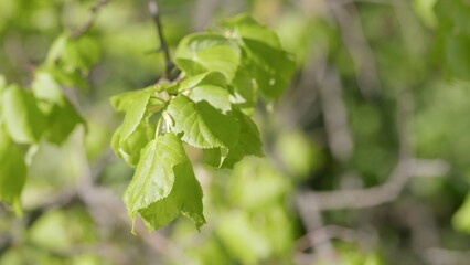 Vibrant Green Leaves Set Against a Soft and Dreamy Background for a Captivating View