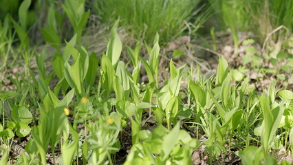 The Lush and Vibrant Green Plant Growth Flourishing Beautifully in Its Natural Environment