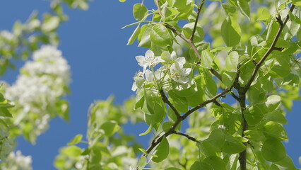A Beautiful and Blooming Tree with Lush Green Leaves Under a Bright Blue Sky Above