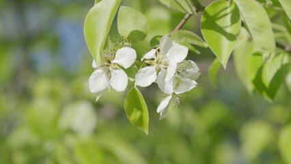 Delicate and Elegant White Flowers Nestled Among Lush Fresh Green Leaves in Natures Beauty