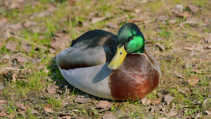 Resting Mallard Duck in its Natural Habitat, a peaceful spectacle of wildlife and nature