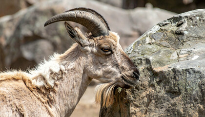 Majestic mountain goat with curved horns stands beside a rock