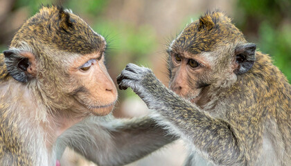 Two monkeys, one grooming the other, close up shot with a blurred background