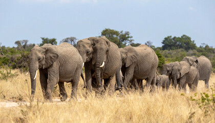 Elephant herd traversing dry grassland with trees and shrubs in the background