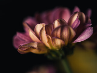 Flower petals
