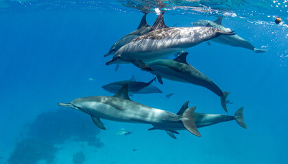 Fototapeta premium Dolphins swim together in vibrant blue ocean waters, creating a beautiful underwater scene