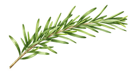 Obraz premium Rosemary Sprig Herb Isolated on Transparent Background
