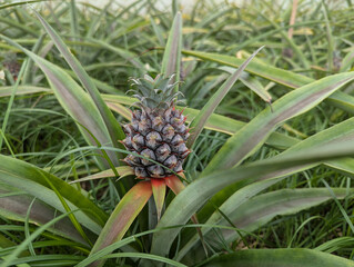 Little pineapple between the leaves