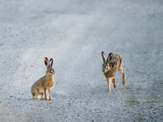 Hare rabbit sitting on a gravel road
