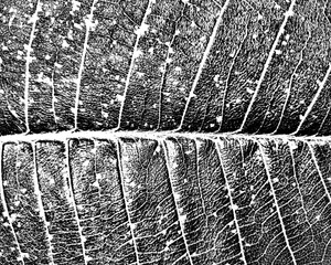 Grunge texture. Intricate leaf texture on a transparent PNG background. Perfect for nature designs, overlays, and educational projects. High-res for versatile use.