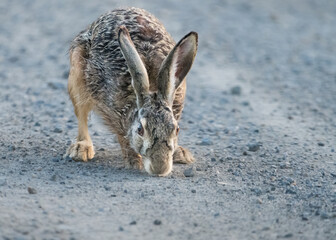 Brown hare crossing a gravel road in Burgenland