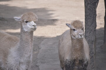 Fototapeta premium The alpaca (Lama pacos) is a species of South American camelid mammal. Fluffy brown alpaca with curious expression.