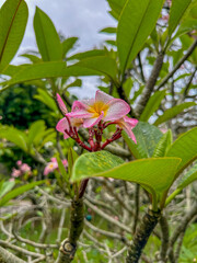 Obraz premium pink flower