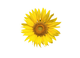 Fototapeta premium Isolated sunflower head blooming with clipping paths.