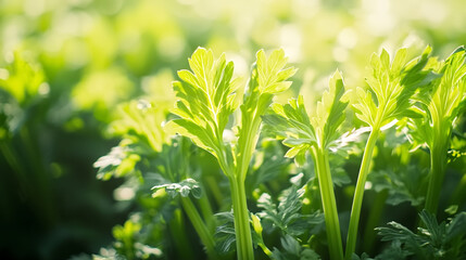 Obraz premium Close up shot of a celery plant