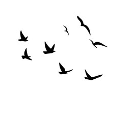 A flock of swallows silhouetted against the sky in graceful flight. Wild Birds Unlimited: your source for bird food, feeders, and expert feeding advice.