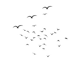 A flock of swallows silhouetted against the sky in graceful flight. Wild Birds Unlimited: your source for bird food, feeders, and expert feeding advice.