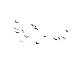 A flock of swallows silhouetted against the sky in graceful flight. Wild Birds Unlimited: your source for bird food, feeders, and expert feeding advice.