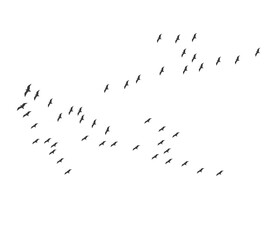 A flock of swallows silhouetted against the sky in graceful flight. Wild Birds Unlimited: your source for bird food, feeders, and expert feeding advice.