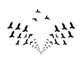 Fototapeta premium A flock of swallows silhouetted against the sky in graceful flight. Wild Birds Unlimited: your source for bird food, feeders, and expert feeding advice.