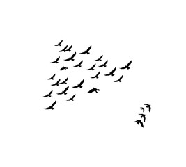 A flock of swallows silhouetted against the sky in graceful flight. Wild Birds Unlimited: your source for bird food, feeders, and expert feeding advice.