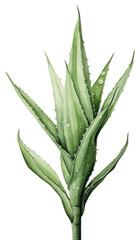 Obraz premium PNG Aloevera plant green xanthorrhoeaceae.