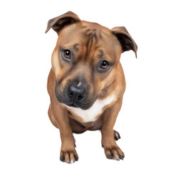 Obraz premium Adorable brown dog sitting and looking up. Its expression is curious and endearing.