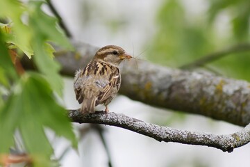 Sparrow with a prey