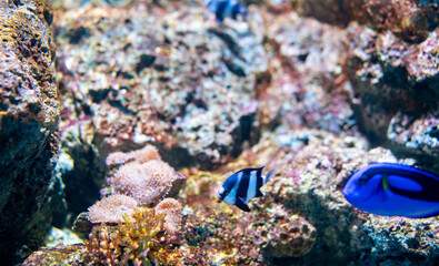 Vibrant tropical fish species swimming among colorful coral formations in crystal clear aquarium water showcasing marine biodiversity for nature enthusiasts. Designed for marine conservation education