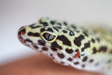 High detail macro capture of a gecko resting on a wooden surface
