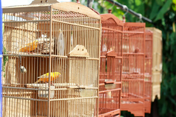 High resolution photo of a vibrant yellow canary sitting peacefully inside cage