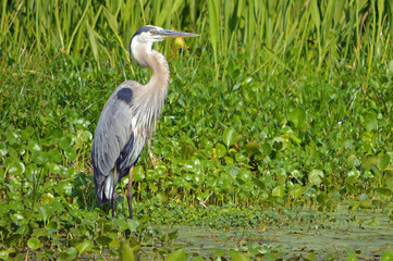 Tricolored heron standing in the marsh, facing right, lily pad and tall grass backdrop at the Orlando Wetlands Park in Florida