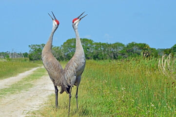 Two Sandhill Cranes standing back to back, trumpeting next to a dirt road in the Orlando Wetlands in Florida © dldillon