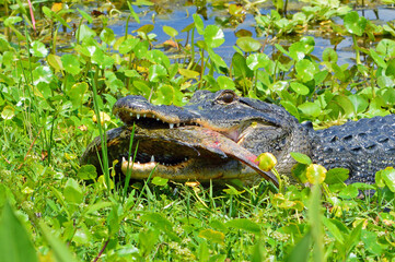 Closeup of the left side of an alligator with a large dead fish in its mouth surrounded by lily pads at the Orlando Wetlands in Florida