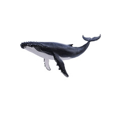 Fototapeta premium Majestic Humpback Whale in Ocean Habitat Detailed Illustration