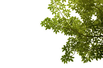 view from below green branch tree isolated on white