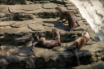 High resolution wildlife photo of a playful group of river otters in nature