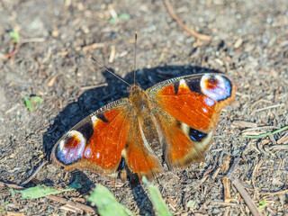 Peacock butterfly on the ground among the grass