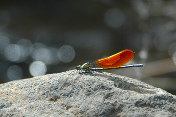 石の上で休む二ホンカワトンボ。渓流せせらぐ水の光